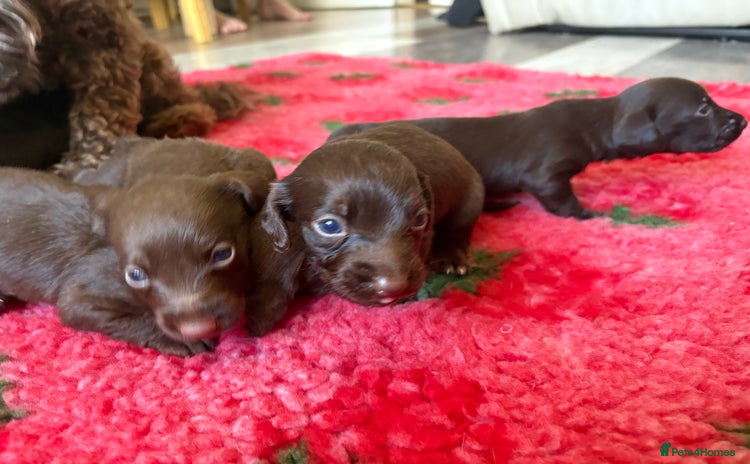 Mixed Breed dogs - Advert 1