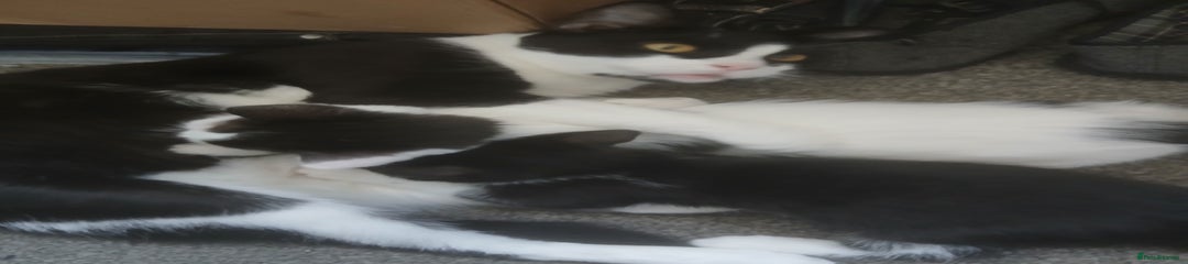 Mixed Breed Kitten 1