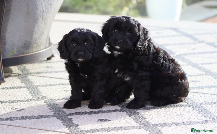 Cavapoo dogs F1 Cavapoo puppies for sale - Advert 4
