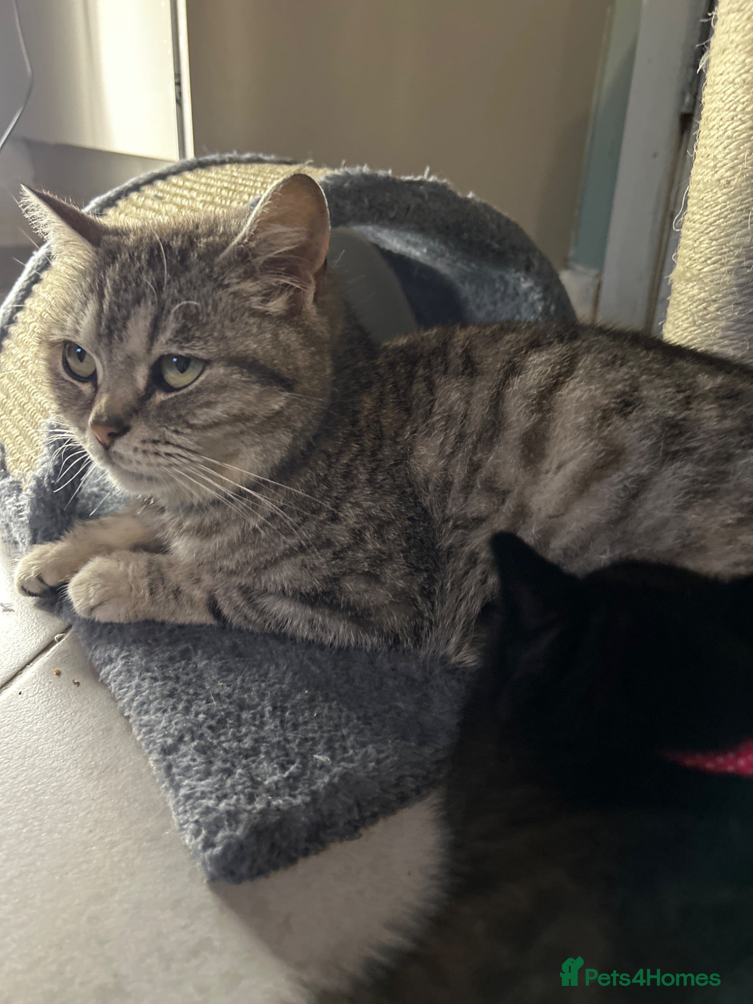 British Shorthair cats British Short Hair Dark Chocolate Tabby Kitten  - Advert 1