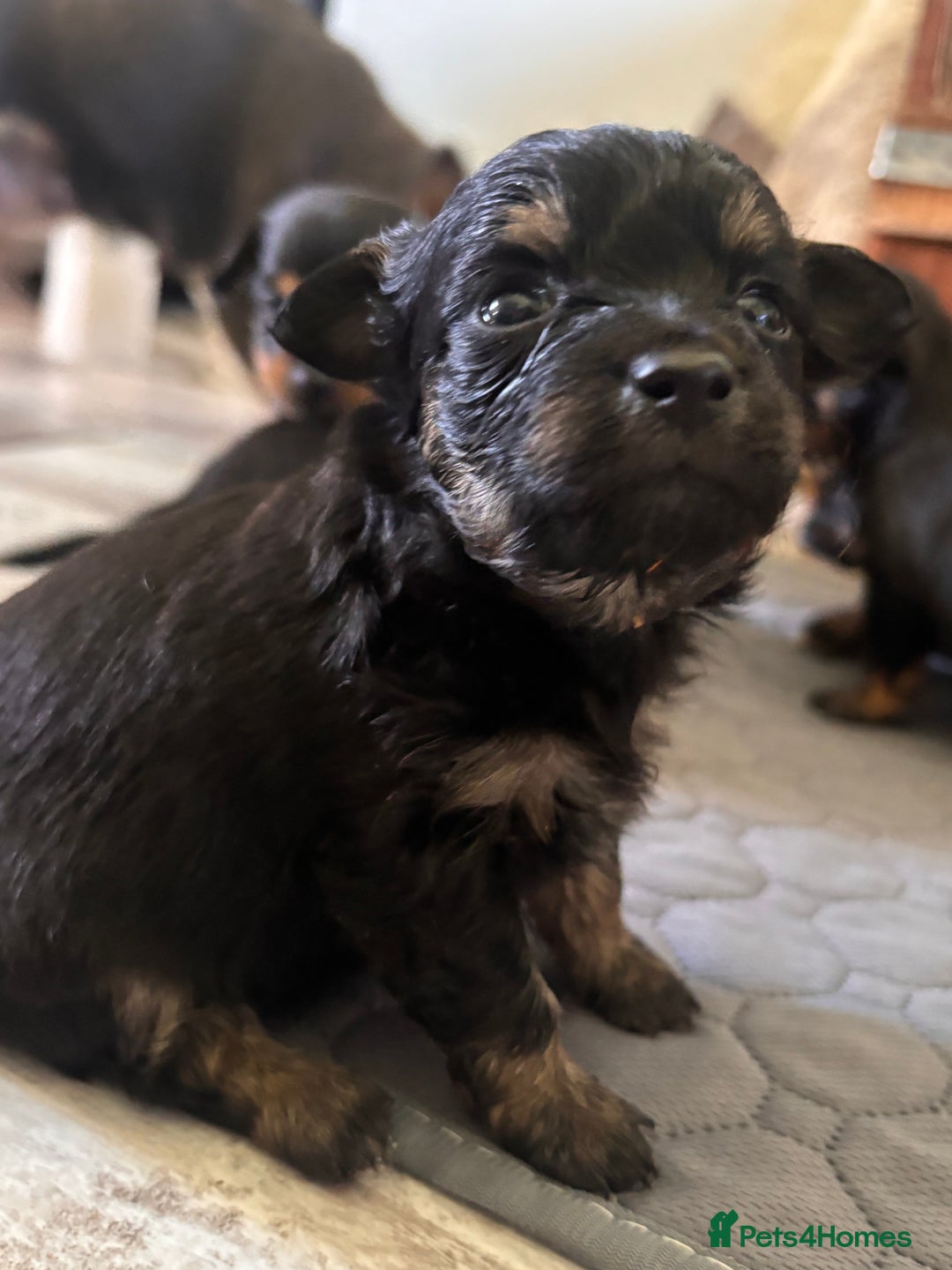 Mixed Breed dogs for sale: Jackawawa - Image 16