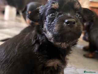 Mixed Breed dogs - Advert 23