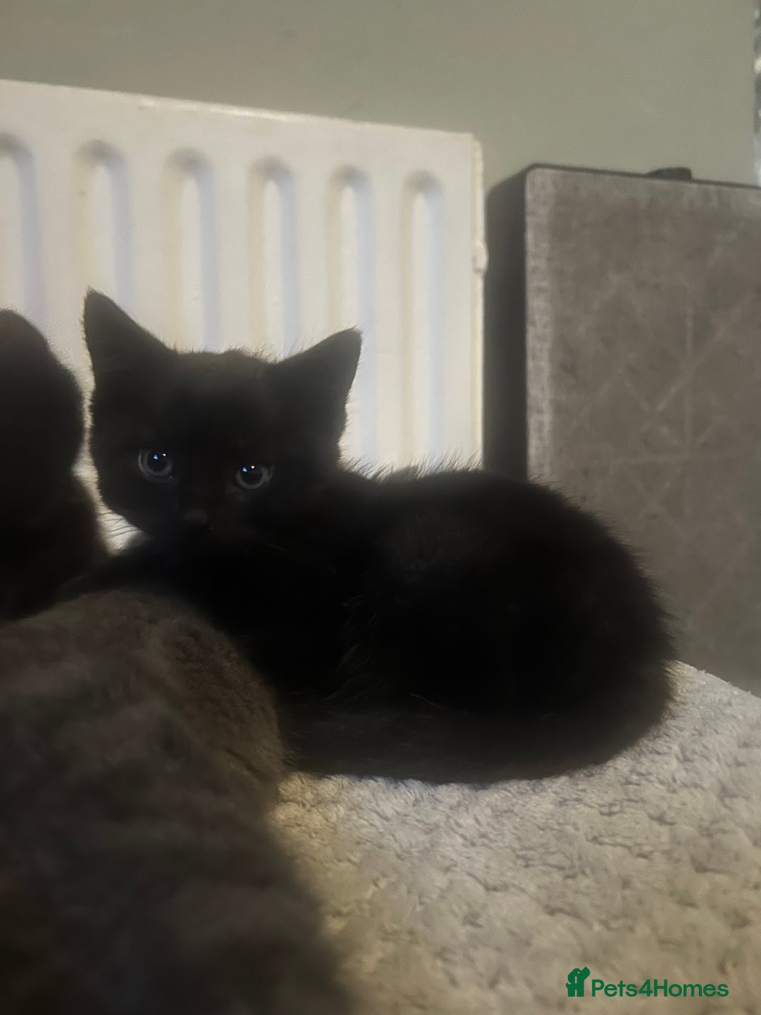Mixed Breed cats for sale: Kittens Looking for Forever Home  - Advert 9