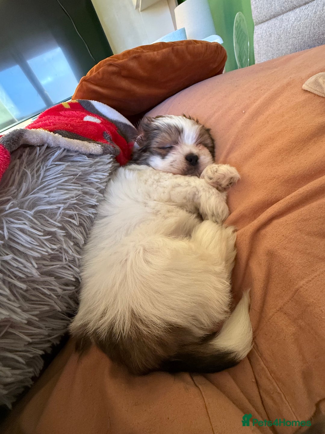 Shih Tzu dogs for sale: 🐾 Beautiful Shih Tzu Puppy - Advert 4