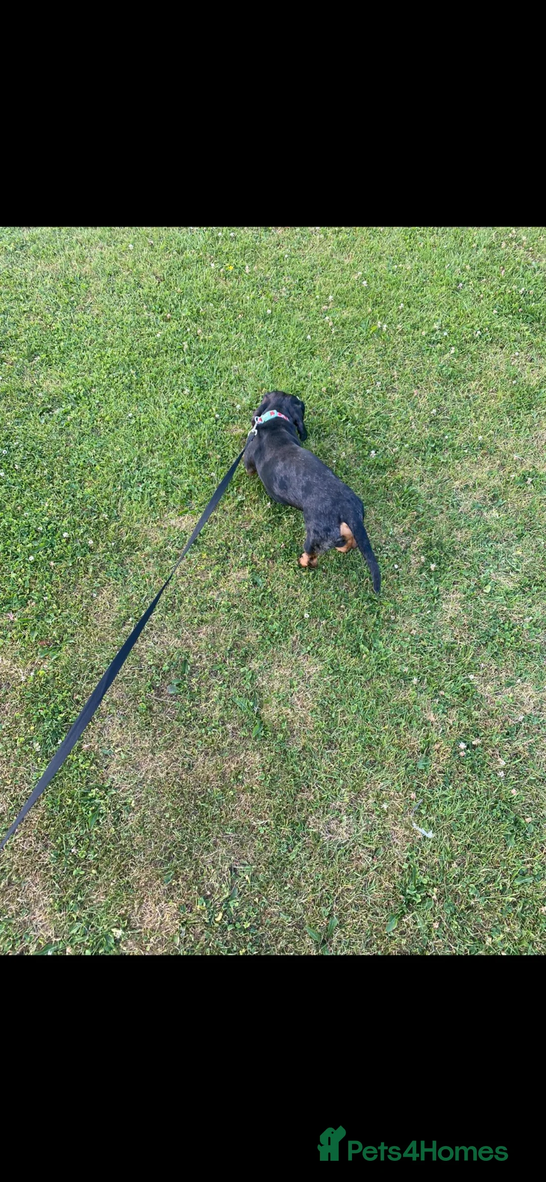 Dachshund dogs for sale: 2 year old dachshund looking for forever home - Advert 4