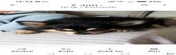 Chihuahua dogs for stud: Stud Chihuahua in Exmouth  - Advert 2