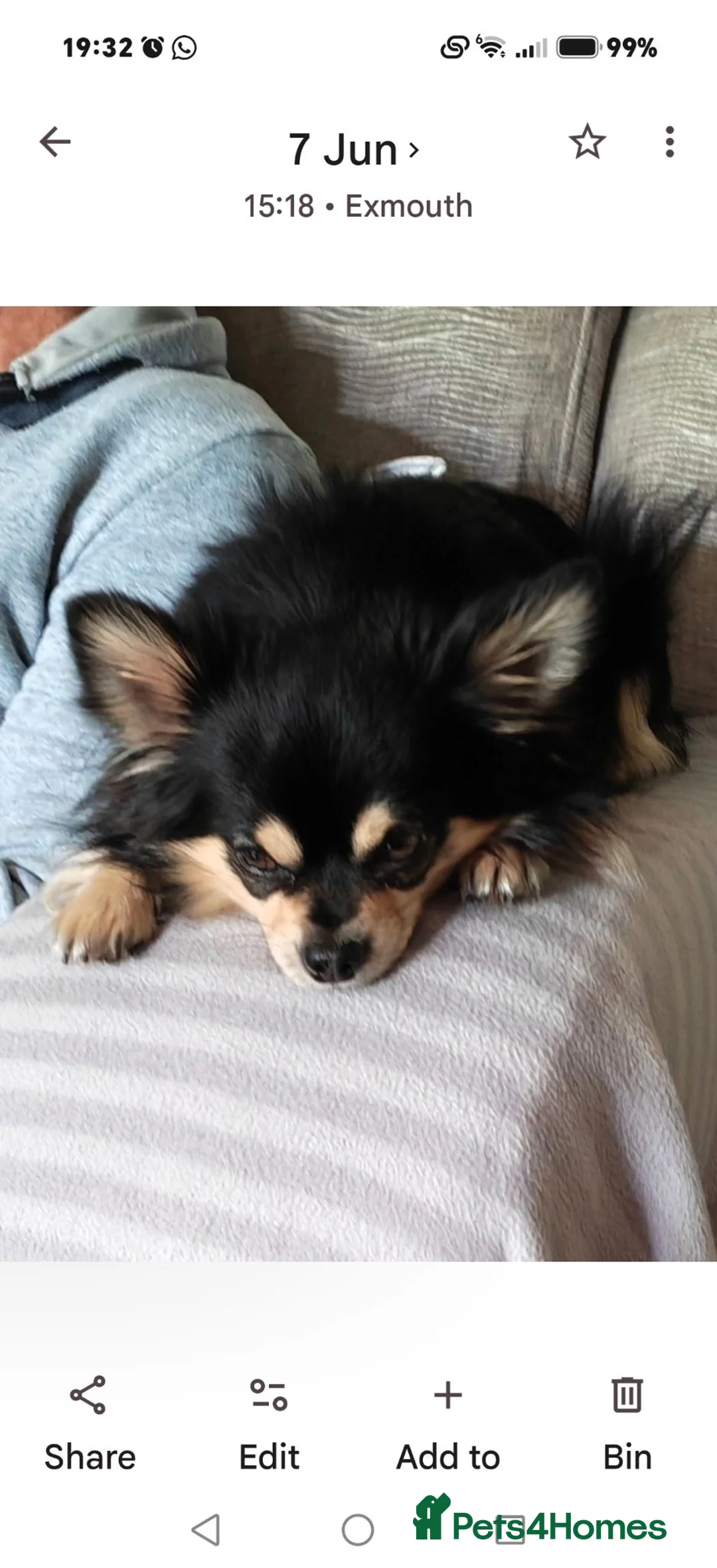 Chihuahua dogs for stud: Stud Chihuahua in Exmouth  - Advert 2