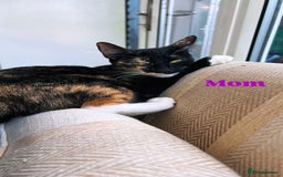 Domestic Shorthair cats for sale: 2 Beautiful Kittens For Sale!! - Image 3