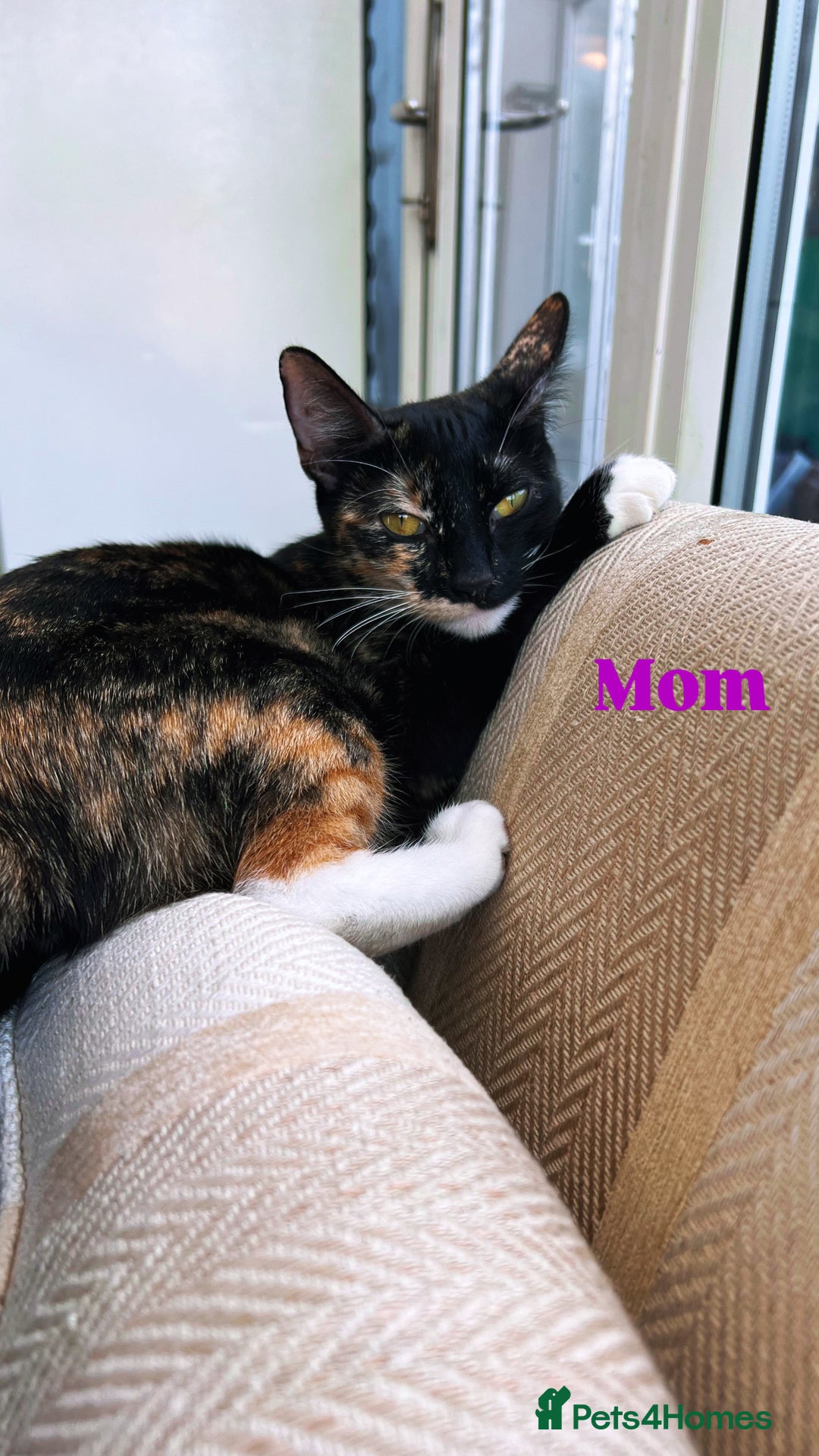 Domestic Shorthair cats for sale: 2 Beautiful Kittens For Sale!! - Image 3