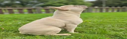 French Bulldog dogs for sale: Friendly &Loving 1 yr old french bulldog in Preston - Advert 5