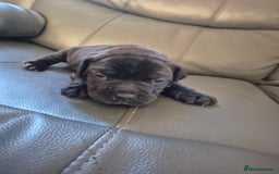 Staffordshire Bull Terrier dogs for sale: 2 female staffies  - Image 5