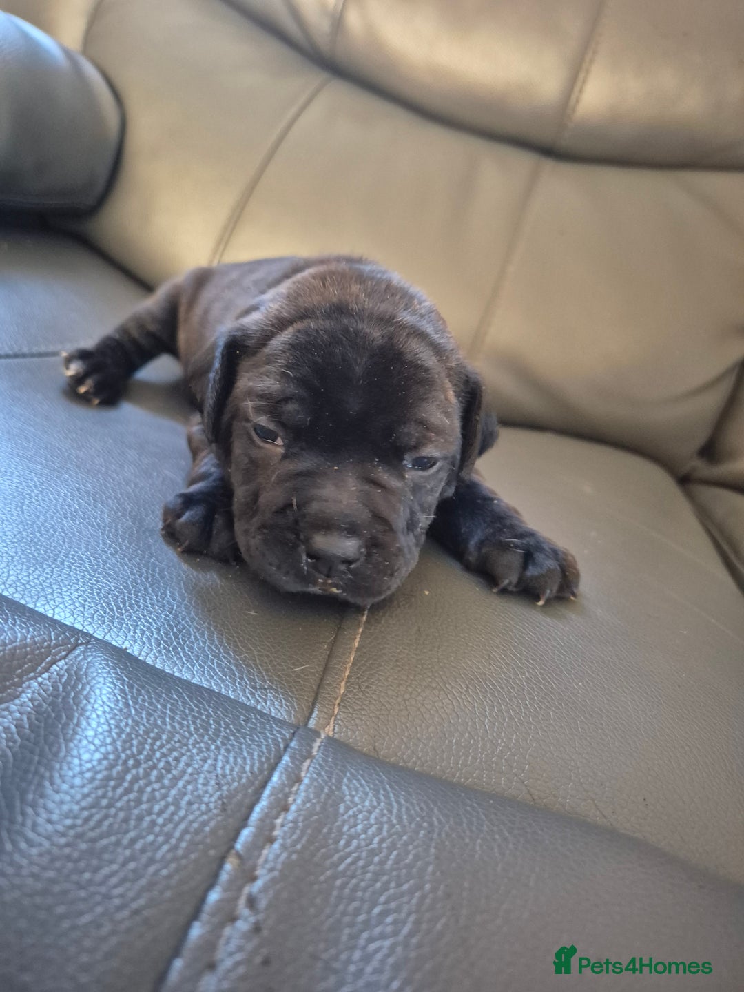 Staffordshire Bull Terrier dogs for sale: 2 female staffies  - Image 5
