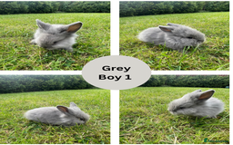 Lionhead rabbits for sale: Lionhead bunnies - Image 7