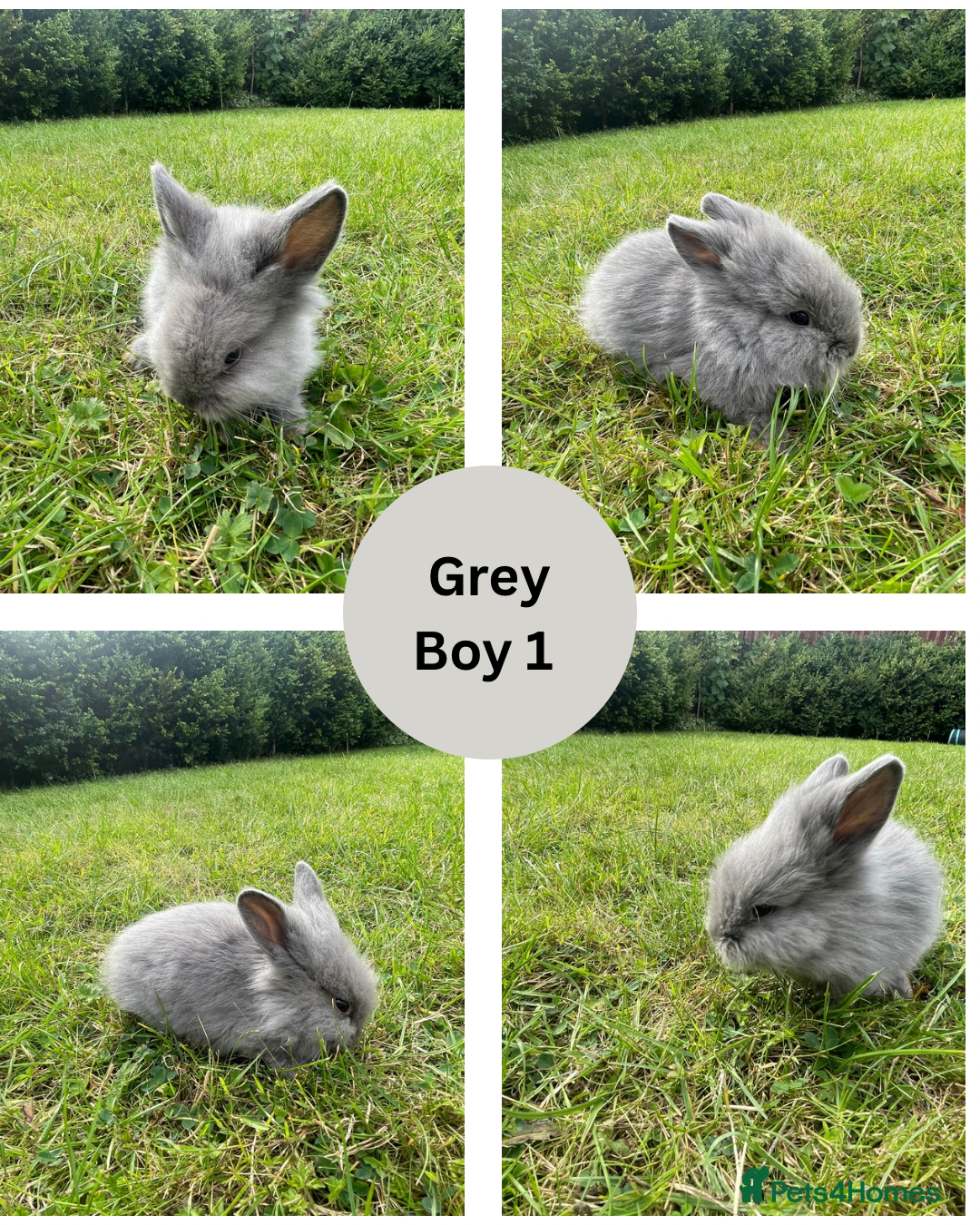 Lionhead rabbits for sale: Lionhead bunnies - Image 7