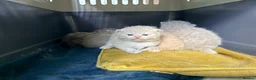 British Shorthair cats for sale: Stunning BSH/BLH Kittens for Sale  - Advert 17