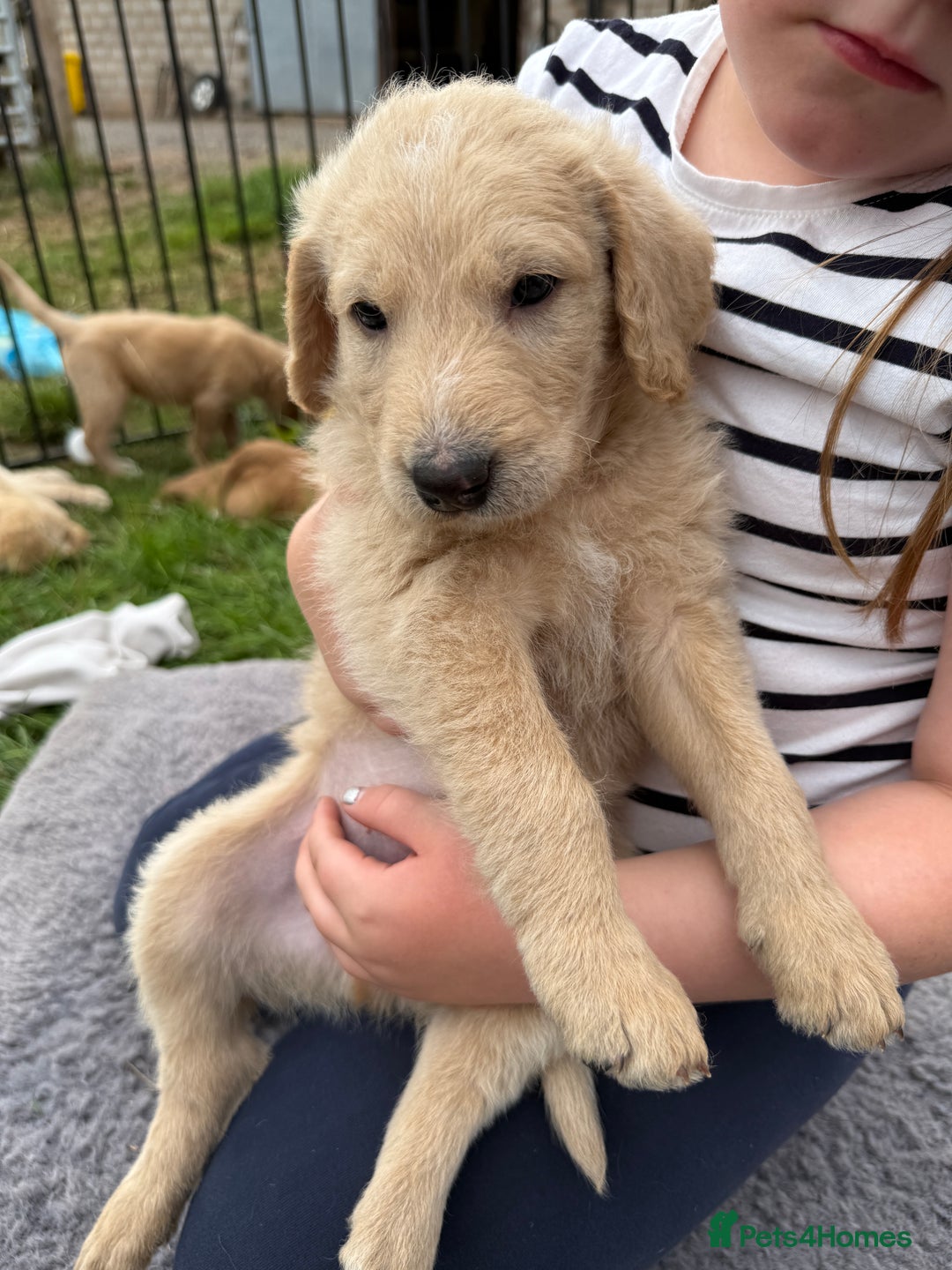 Labradoodle dogs for sale: Health tested chunky and fluffy labradoodles  - Image 25