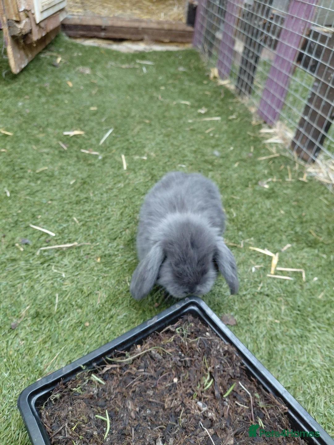 French Lop rabbits for sale: Vaccinated french lops to reserve  - Advert 6