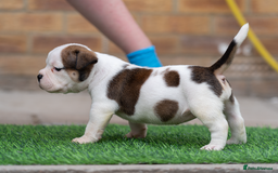 American Bully dogs for sale: AMERICAN BULLYS POCKET x MICRO  - Image 4