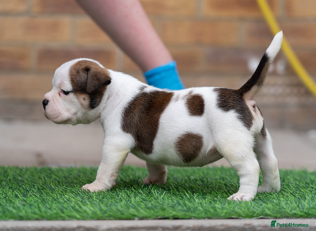American Bully dogs for sale: AMERICAN BULLYS POCKET x MICRO  - Image 4