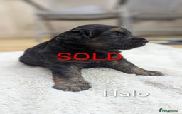 Mixed Breed dogs for sale: 4 girls available end of October  - Image 13