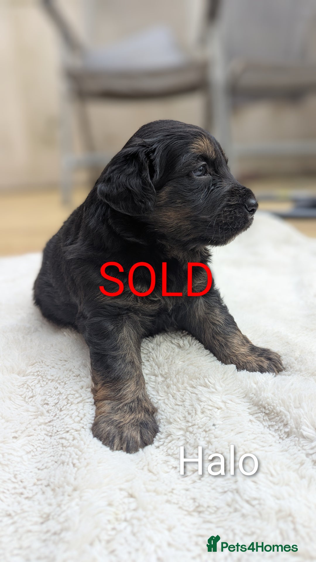 Mixed Breed dogs for sale: 4 girls available end of October  - Image 13