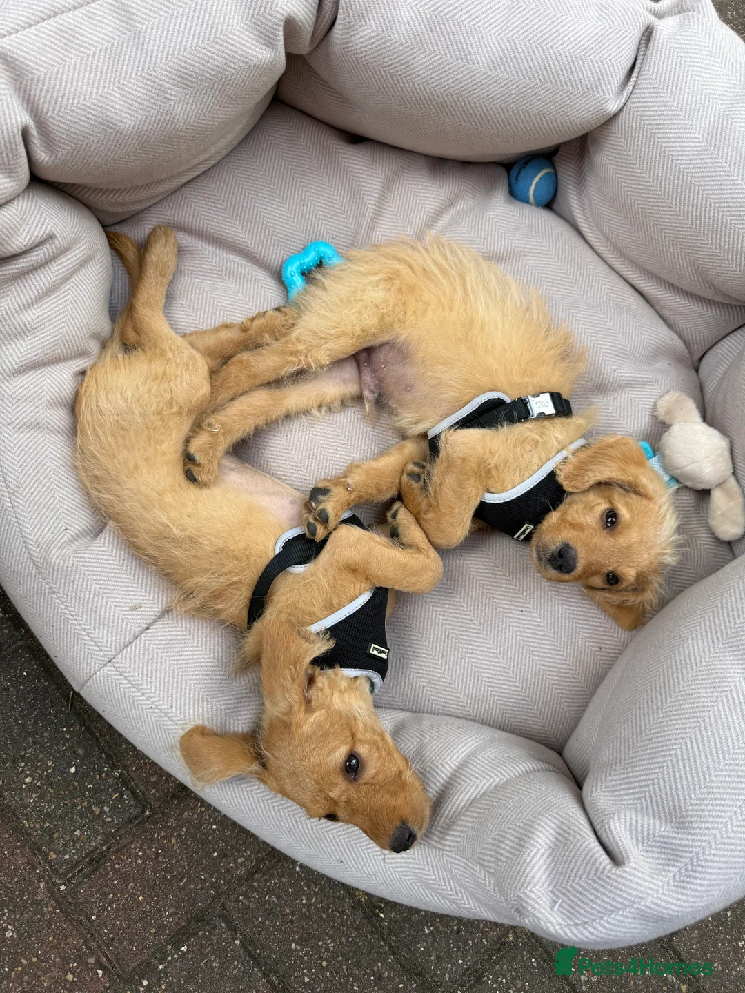 Labradoodle dogs for sale: 2 Male Labradoodle Puppies for sale  - Advert 6