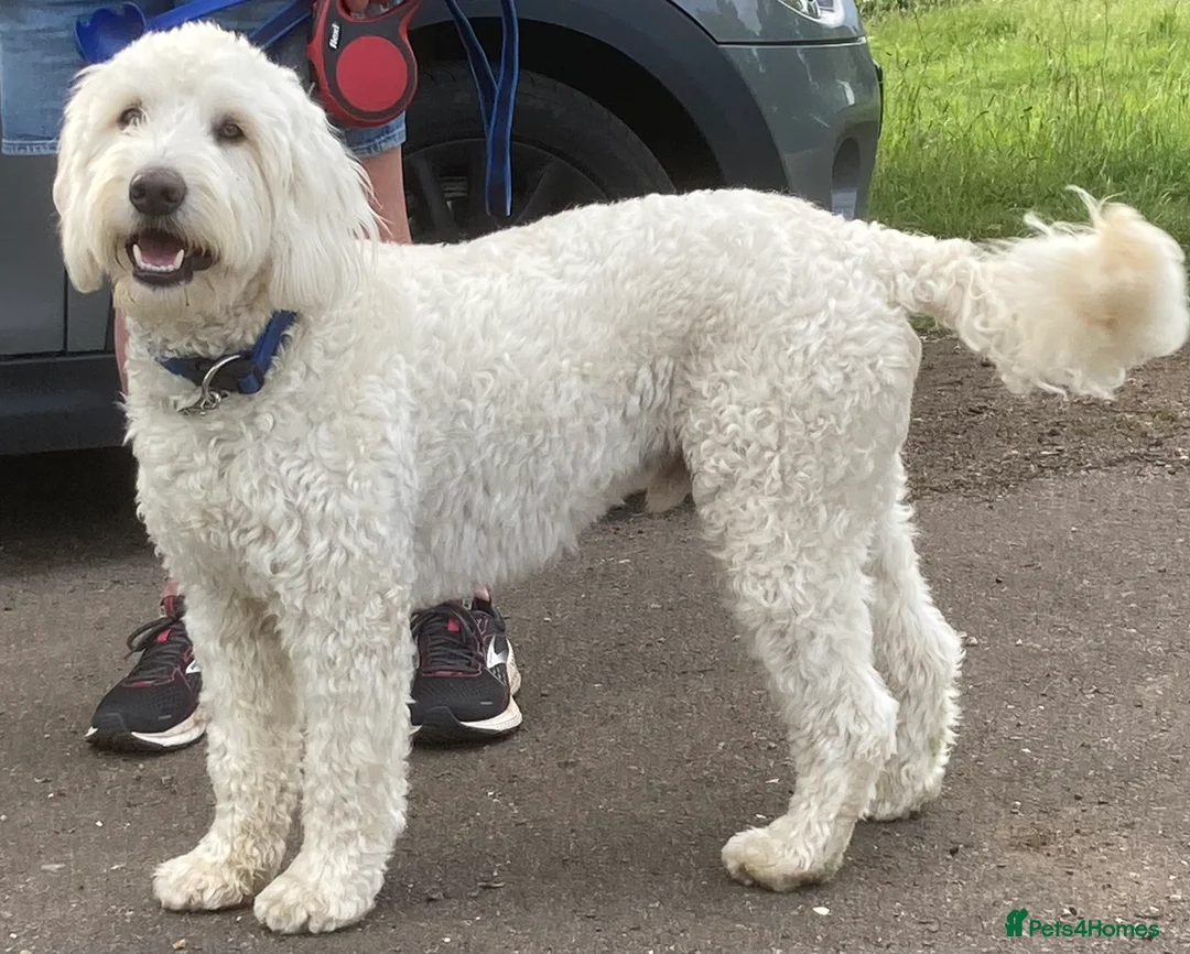 Australian Labradoodle dogs for stud: Very special Australian labradoodle stud  in Bedford - Advert 3
