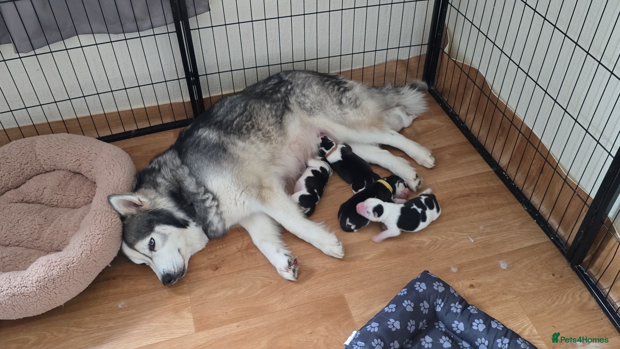 Siberian Husky dogs SIBERIAN HUSKY PUPS, 4 GIRLS, 1 BOY  - Advert 2
