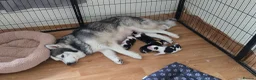 Siberian Husky dogs for sale: SIBERIAN HUSKY PUPS, 4 GIRLS, 1 BOY  - Advert 2