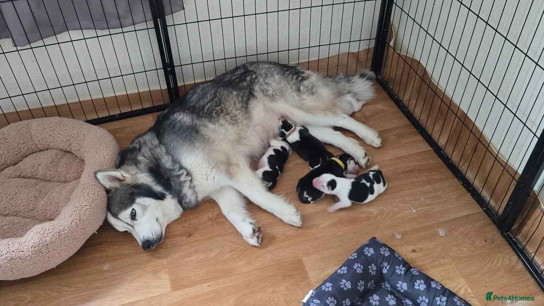 Siberian Husky dogs for sale: SIBERIAN HUSKY PUPS, 4 GIRLS, 1 BOY  - Advert 2
