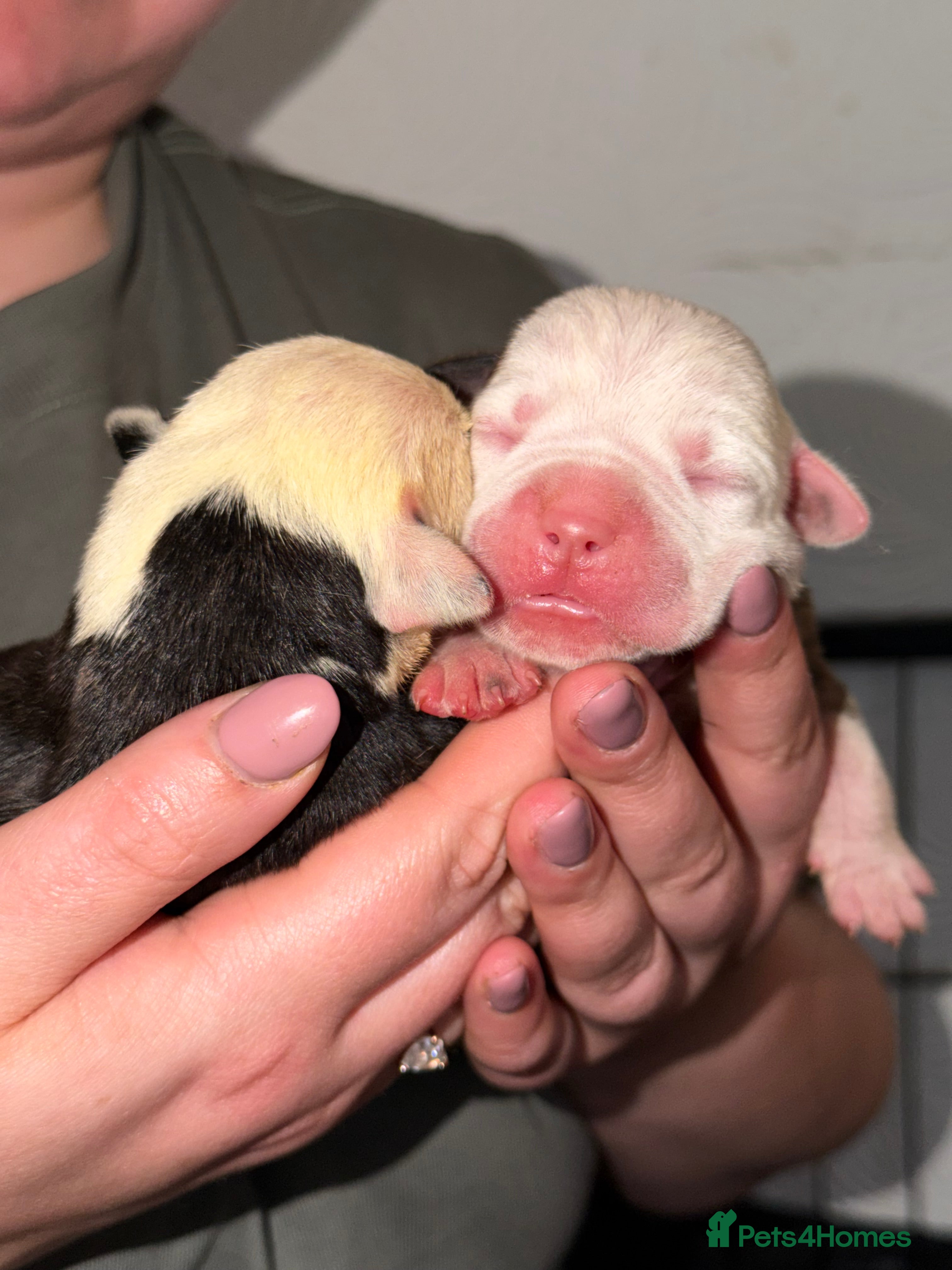 Mixed Breed dogs American bulldog x Staffy  - Advert 9