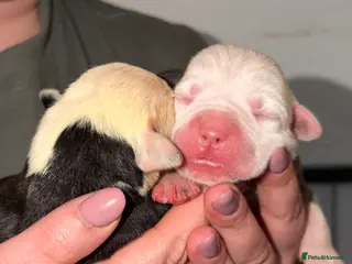 Mixed Breed dogs American bulldog x Staffy - Advert 9