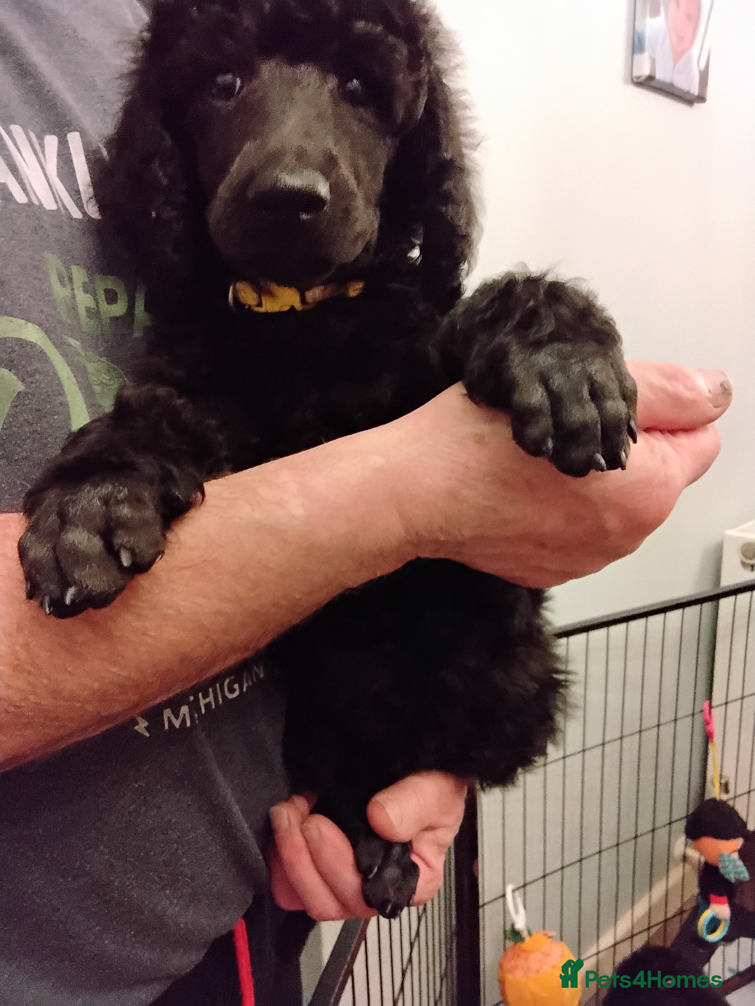 Standard Poodle dogs Beautiful black kc reg standard poodle puppies - Advert 4