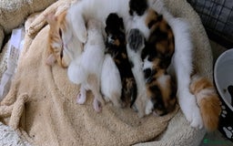 Persian cats for sale: Adorable Pedigree Persian Female Available Now - Image 23
