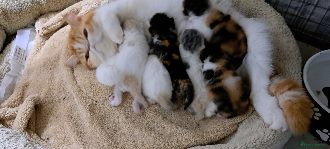 Persian cats for sale: Adorable Pedigree Persian Female Available Now - Image 23