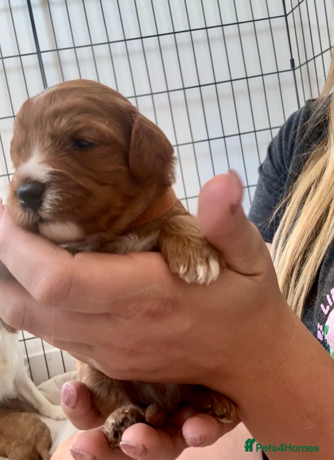Cavapoo dogs for sale: Red Cavapoo Puppies 4 males 1 female Left - Image 11