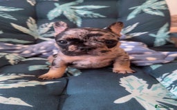 French Bulldog dogs for sale: 2 puppies remaining - French Bulldog puppies  - Image 7