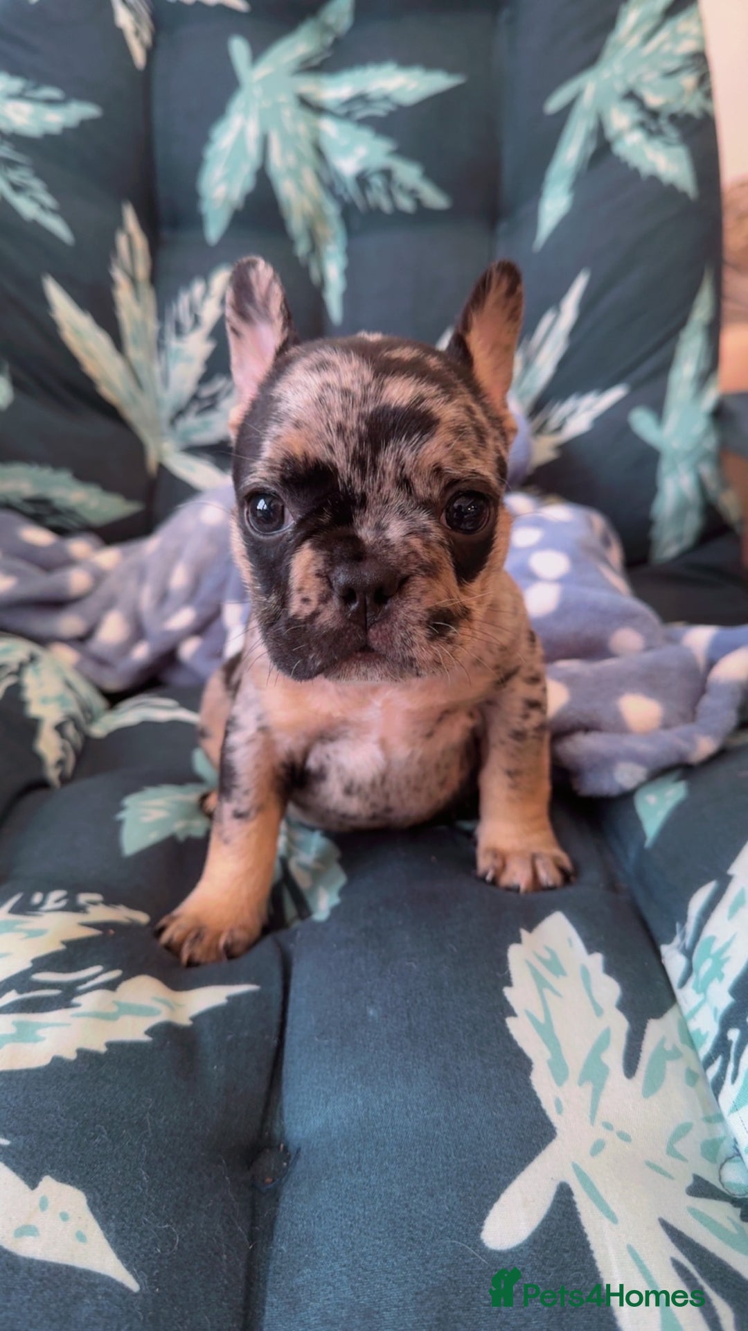 French Bulldog dogs for sale: 2 puppies remaining - French Bulldog puppies  - Image 7