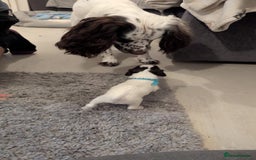 English Springer Spaniel dogs for sale: Adorable Springer Spaniel Puppy Boy - Image 22