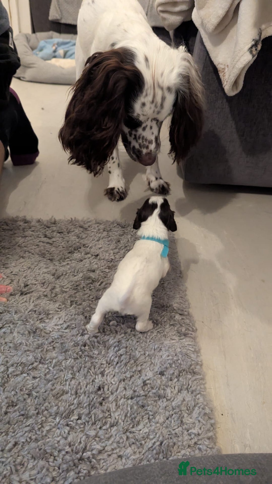 English Springer Spaniel dogs for sale: Adorable Springer Spaniel Puppy Boy - Image 22