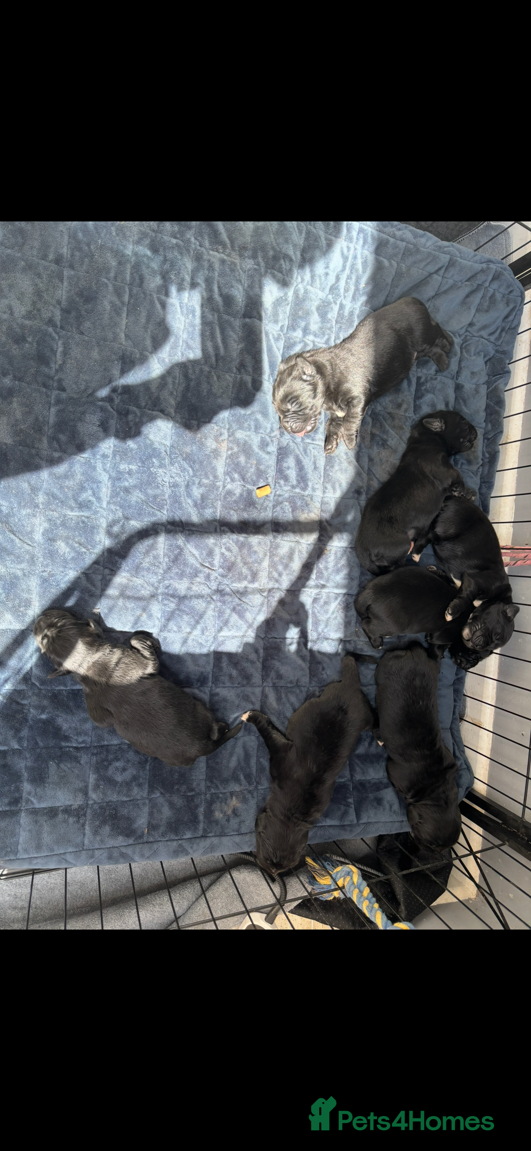Newfoundland dogs for sale: Newfoundland puppies - Image 30