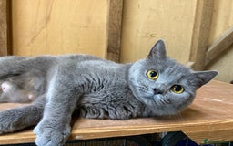 British Shorthair cats for sale: Retired breeding queen for calm, loving home - Image 10