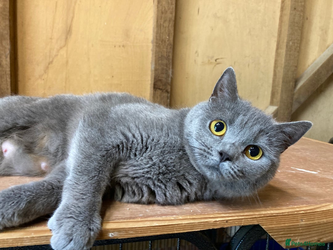 British Shorthair cats for sale: Retired breeding queen for calm, loving home - Image 10