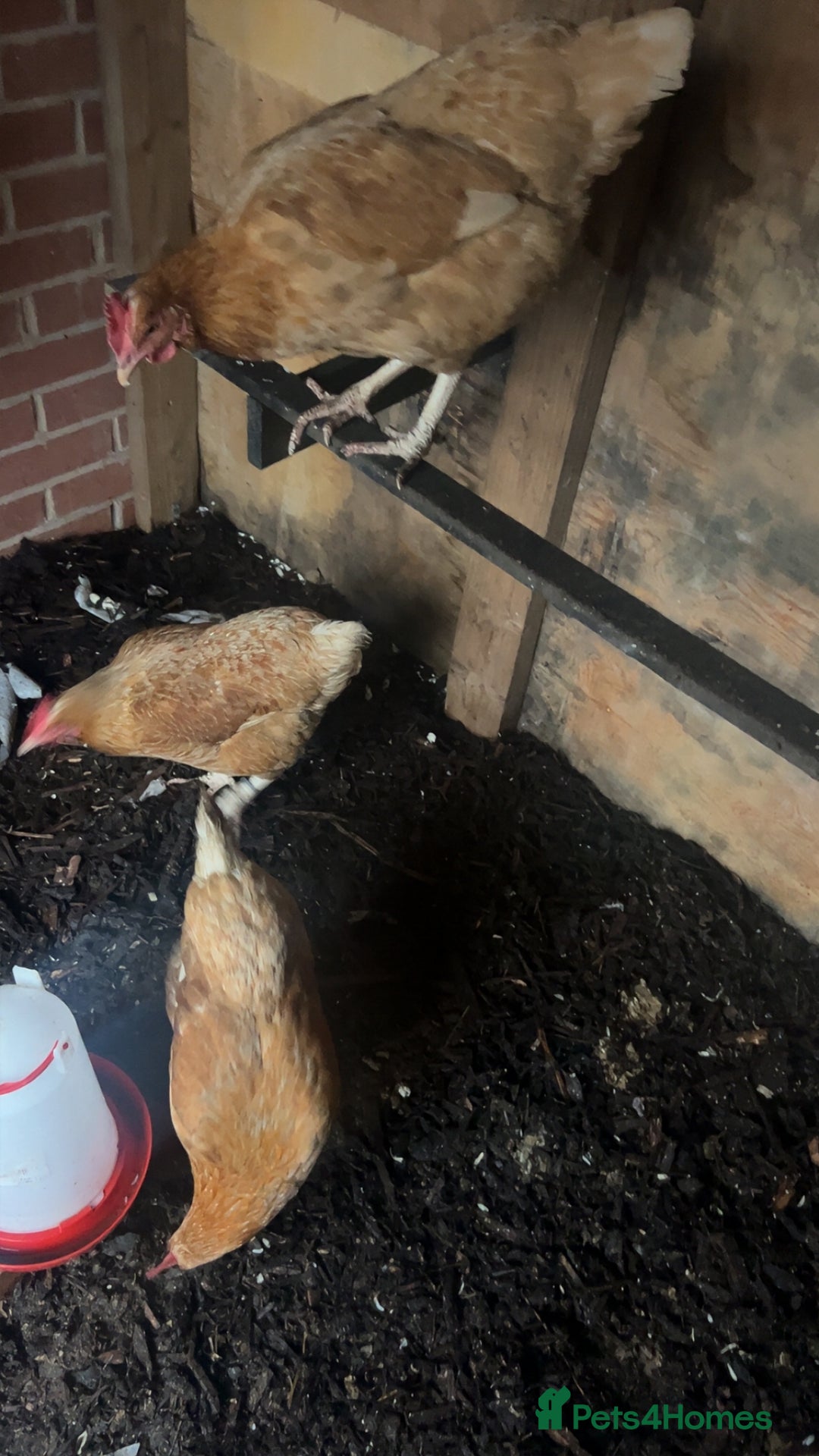 Chickens poultry for sale: 3 Laying Hens  - Advert 3