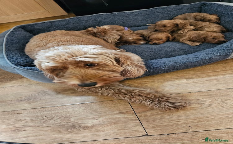 Cockapoo dogs - Advert 10