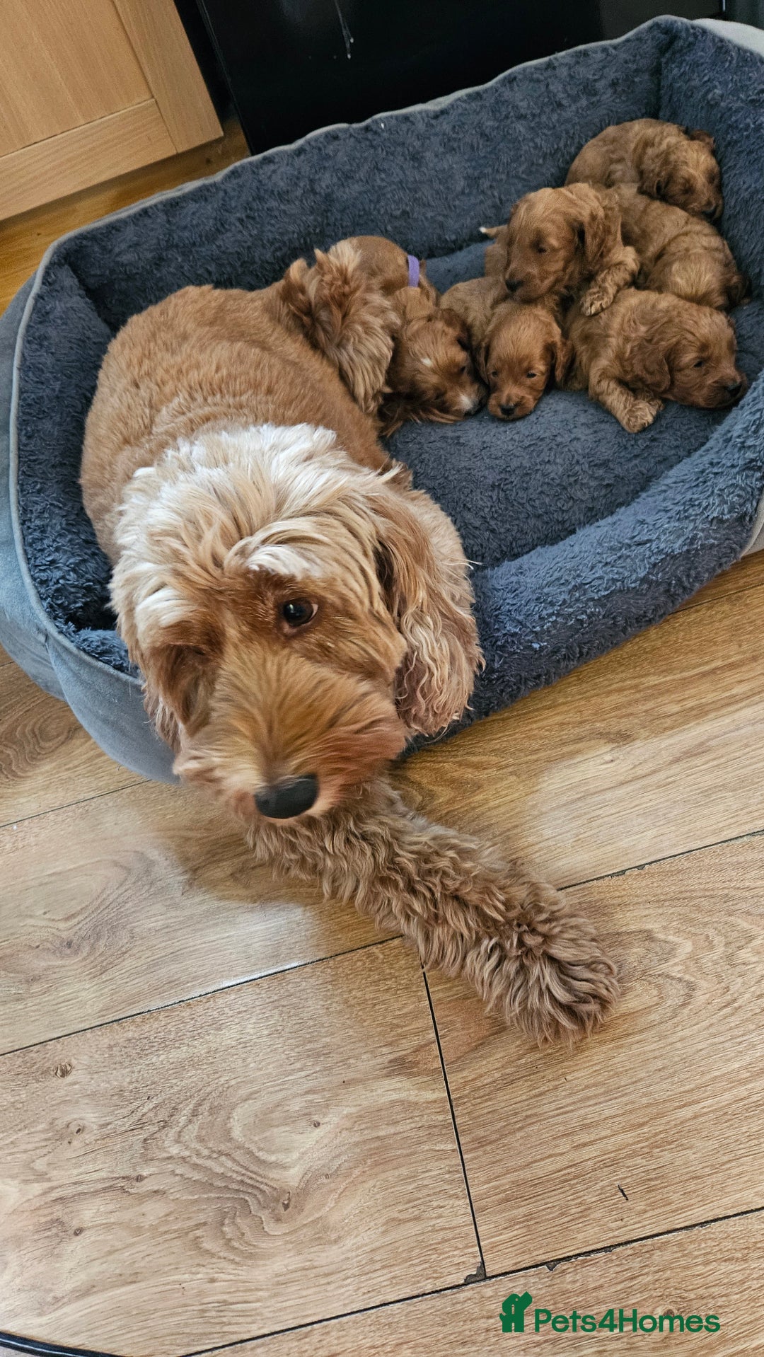 Cockapoo dogs for sale: Beautiful PRA F1B puppies - Image 1