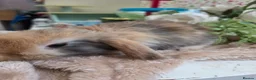 Mini Lop rabbits for sale: I have baby mini lops and mini rex available  - Advert 2