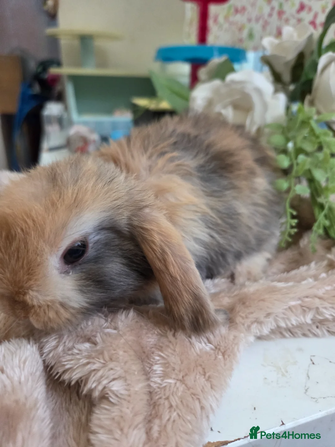 Mini Lop rabbits for sale: I have baby mini lops and mini rex available  - Advert 2