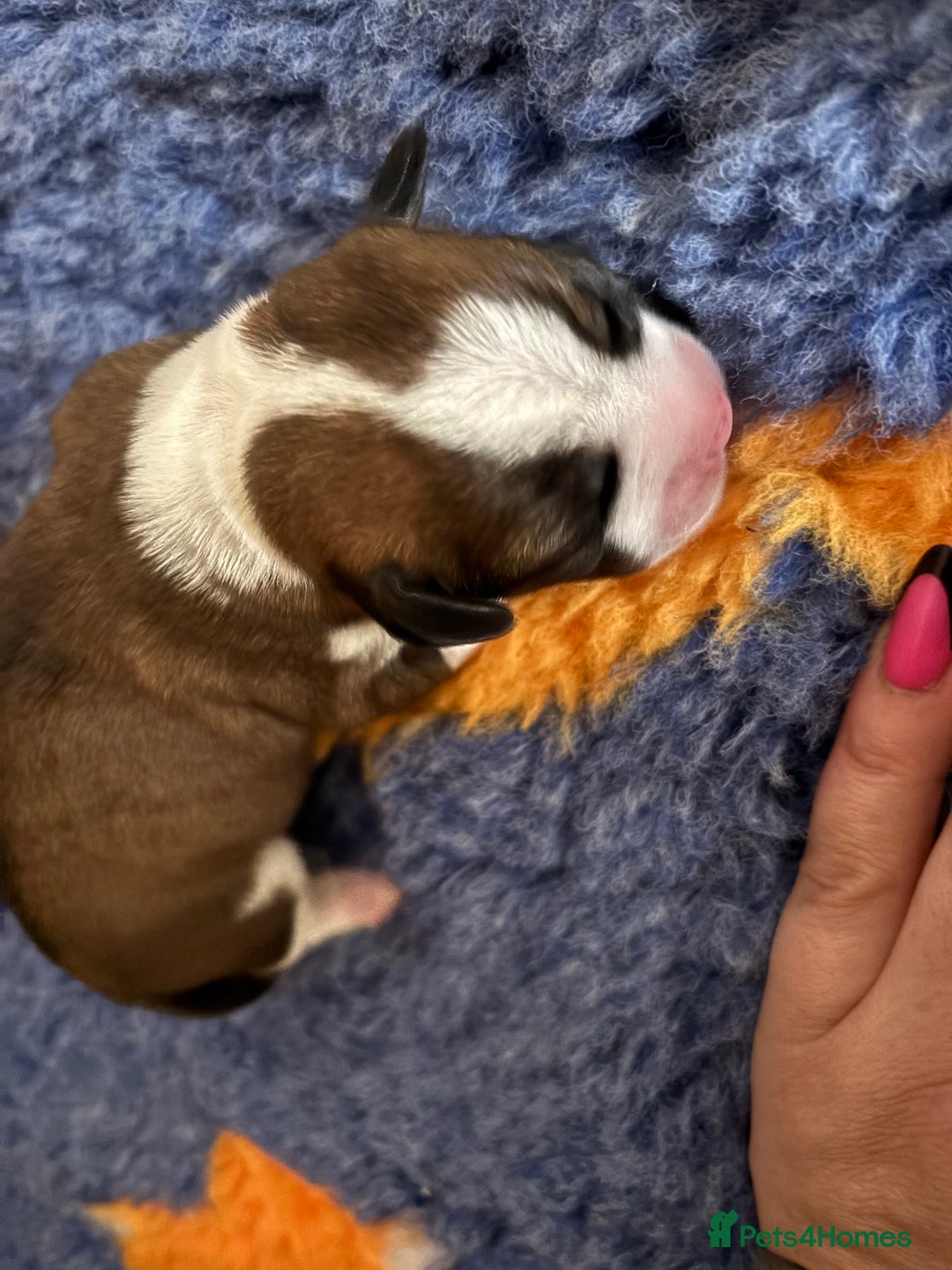 Cocker Spaniel dogs for sale: Beautiful cocker puppies  - Image 13