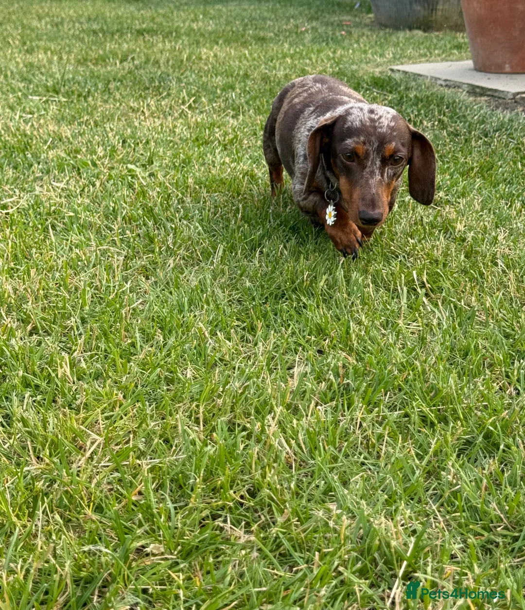 Miniature Dachshund dogs for sale: Beautiful miniature dachshund puppies available  - Advert 2
